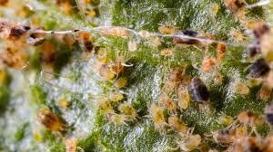 Image result for spider mites on cucumbers