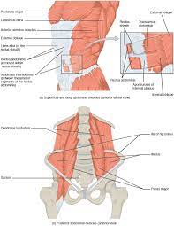 Location of the latissimus dorsi muscle: Axial Muscles Of The Abdominal Wall And Thorax Anatomy And Physiology