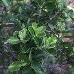 Image result for Nuxia congesta