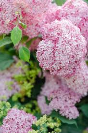 Garten Im Juli Pomponetti Hortensien Garten Rosa Garten Beste Blumen Schone Blumen