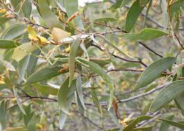 Image result for Meiosperma