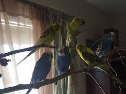 Hand Raising Parakeets In Texas Hand Raised Versus Parent Raised A Hand Raised Parakeet Can Save Weeks If Not Months Of Adjusting Y Parakeet Budgies Raising