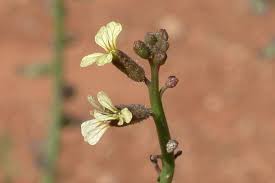 Image result for Carrichtera annua