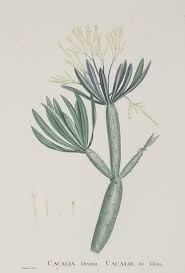 Image result for Kleinia schweinfurthii