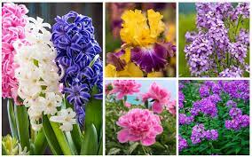 Spring hill nurseries 4 in. 15 Pretty And Fragrant Perennials Garden Lovers Club