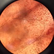 Plant cell under microscope 400x labeled. Josh Brendin Armstrong Plant Biology Lab