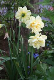 Double Daffodil Manly