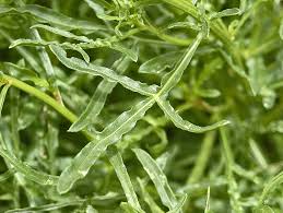 Image result for Resedaceae