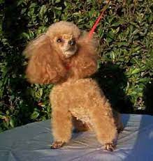 Poodle Puppies Breeders Teacup Toy Miniature Standard Pet Supplies Poodle Puppy Toy Puppies Cute Puppies