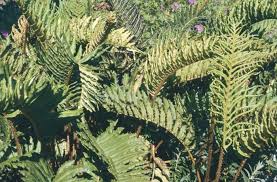 Image result for Blechnum tabulare