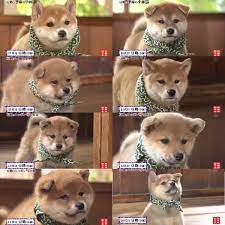 柴犬 和風総本家の歴代看板犬 豆助の顔と歩き方を比較してみたｗｗｗｗｗｗｗｗｗｗｗｗｗ の画像 ハムスター速報 柴犬 可愛い犬 可愛い 動物