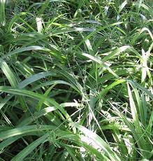 Image result for Chlorophytum silvaticum