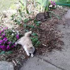 Flowers that start with p is an another amazing list of names from wordmom. Start Your Cat Plant Garden Today The Domestication Of Cattle Cait Blog Grit Magazine Cat Plants Plants Cat Garden