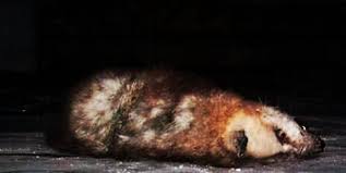 Fast dead fox removal company for garden pest control services. Dead Animal Removal Services