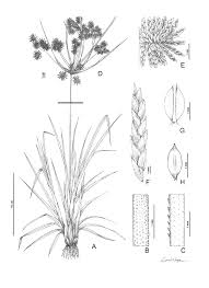 Image result for Cyperus sp. no. 1