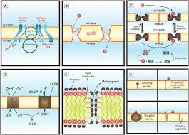 Membranous sac that carries molecules. Once Upon A Time The Cell Membranes 175 Years Of Cell Boundary Research Biology Direct Full Text