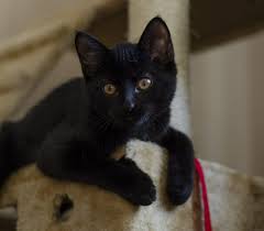 The name felix is now one of the most popular cat names in the world now and one of the most famous black cat names. 400 Unique Names For A Black Cat Happy Cat Corner