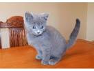 Russian Blue Kittens For Sale