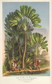 Ravenala Madagascariensis Travelers Palm Vs Bird Of Paradise Traveller S Palm Ravenala Madagascariensis Circa 1860 Not A True Palm Native To Madagascar The Fan Often Grows In A Nort Jungle Art Botanical Art Art