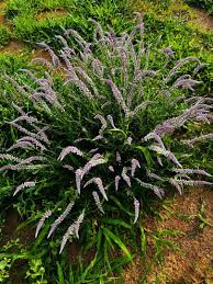 Image result for Dicerocaryum eriocarpum