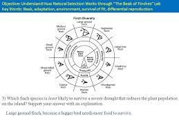 File type pdf beaks of finches answer key species: Objective Understand How Natural Selection Works Through The Beak Of Finches Lab Key Words Beak Adaptation Environment Survival Of Fit Differential Ppt Video Online Download