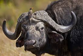 There Is Only One Species Of African Buffalo However It Includes 2 Subspecies The Smaller Forest Buffalo And The Larger Savanna Buffalo Awffacts Atlar