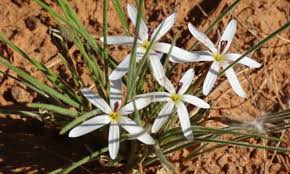 Image result for Romulea camerooniana