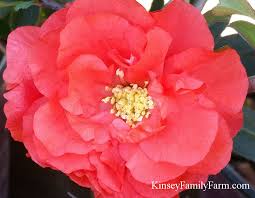 We did not find results for: Flowering Quince For Sale Georgia Garden Kinsey Family Farm