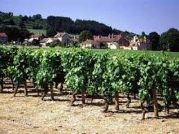 In functie de pozitia lor pe lastar acestia pot fi: Doljul Ramane Fara Vita De Vie Gazeta De Sud