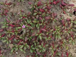 Image result for Sesuvium portulacastrum