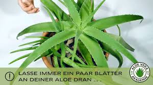 Ich möchte ein paar blätter aloe vera kaufen, aber keine komplette pflanze da ich das gel in den blättern sofort verwenden möchte. Aloe Vera Richtig Pflegen Damit Du Immer Frisches Gel Hast