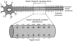 Neuron memiliki fungsi untuk alat menghantarkan impuls(rangsangan) dari sebuah panca indra menuju otak dan kemudian hasil dari sebuah tanggapan otak akan di kirim menujuke otot. Sistem Saraf Pada Manusia