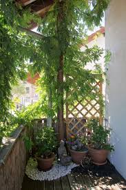 Kein anspruch auf privatsphäre im eigenen garten. Die Besten Sichtschutzpflanzen Fur Garten Und Balkon