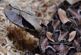 Maybe you would like to learn more about one of these? Top 10 Gaboon Viper Facts Gaboon Vipers Bitis Gabonica Are One By Reptile World Facts Medium