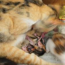 Sebetulnya, makanan yang diberikan untuk semua jenis kucing sama. Ibu Kucing Makan Anak Sendiri