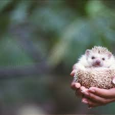 Exopetguides is created by a group of exotic pet enthusiasts, who like yourself, was learning the ropes and struggling to care of our own exotic pets. Keeping And Caring For African Pygmy Hedgehogs As Pets