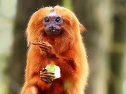 We did not find results for: The World S Most Beautiful And Colorful Monkeys