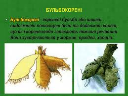 Справжні корені мають такі вищі рослини як: Ppt Korin Korenevi Sistemi Vidozmini Korenya Powerpoint Presentation Id 5906360