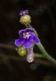 Image result for Genlisea africana