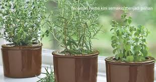 Ia merupakan tumbuhan herba yang menjalar, tumbuh di tempat lembap dan redup. Tanam Herba Sendiri Di Rumah Senang Untuk Guna Ketika Masak Nona