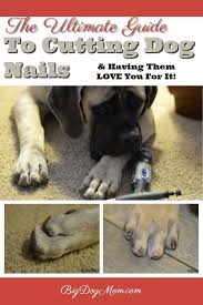 If your dog has black nails, look at the underside of the nail and you will notice that towards the tip the nail separates out into a triangular shape with two outer 'walls'. Pin On Dog Health Diet