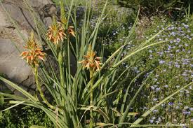 Image result for Aloe cooperi