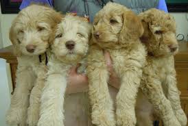 Goldendoodle is a designer dog bred from golden retriever and standard poodle. Looking For A Loving Home For Our Goldendoodle Puppies