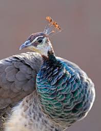 Bird With Big Feathers On Tail Peacock Peacock Pictures Peacock Beautiful Birds