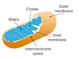 We did not find results for: Plant Cell Mitochondria Function What Do Mitochondria Do In A Plant Cell Video Lesson Transcript Study Com