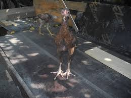 Best Chicks Turkish Game Fowl Hatching Eggs Whatsap 0542 744 4321 Goruntuler Ile Horoz
