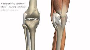 Your knee is a complex joint with many components, making it vulnerable to a variety of injuries. Knee Joint Part 2 3d Anatomy Tutorial Youtube