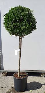 イヌツゲ inutsuge) is a species of flowering plant in the family aquifoliaceae, native to eastern china, japan, korea, taiwan, and sakhalin. Ilex Crenata Green Lustre Japanese Holly Green Lustre Shrub