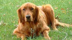 golden retriever golden retriever dogs golden retriever dogs