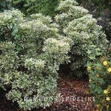 Maybe you would like to learn more about one of these? Buy Pieris Japonica Flaming Silver Andromeda J Online Bamboo Pipeline